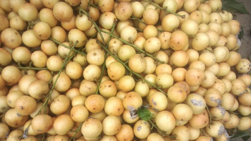 লটকনে ভাগ্য বদলের স্বপ্ন কুড়িগ্রামের কৃষকদের