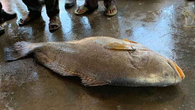 এক মাছের দাম ১৩ লাখ