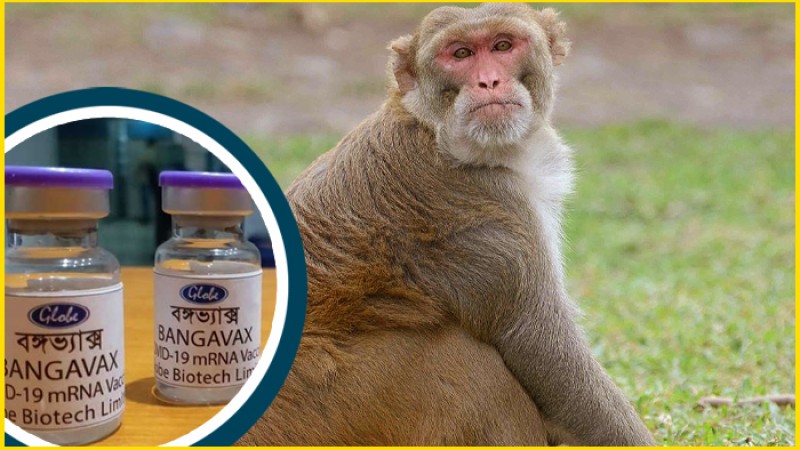 বানরের ওপর বঙ্গভ্যাক্স টিকার পরীক্ষায় ‘ফল ভালো’