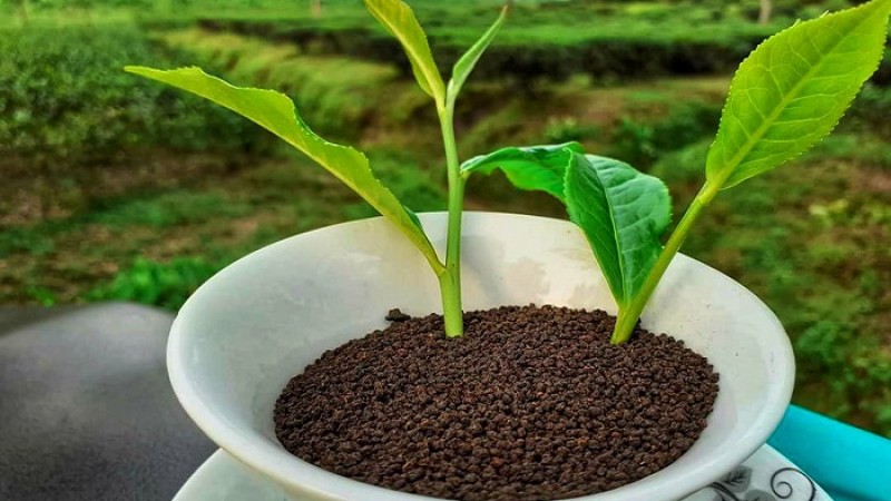 চায়ের নিলাম মৌসুম শুরু