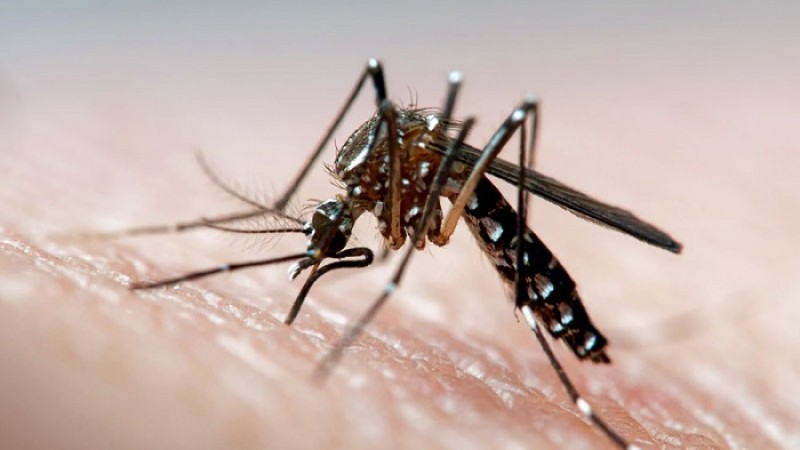 ডেঙ্গুতে মৃত্যু ৩, আক্রান্ত আরও ২২৪ জন হাসপাতালে
