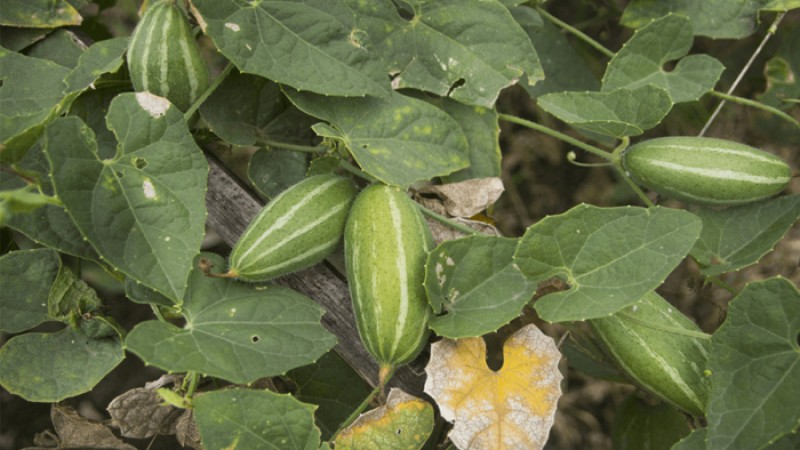 গুণের শেষ নেই পটলের