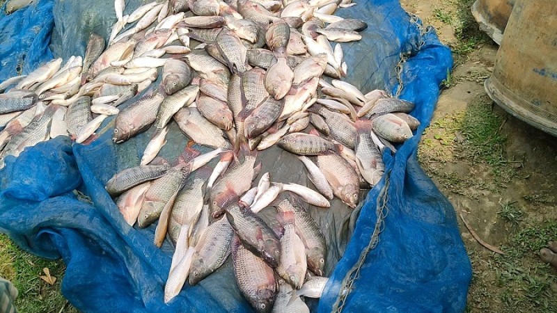 সিরাজগঞ্জে শত্রুতার জেরে বিষ দিয়ে পুকুরের মাছ নিধন