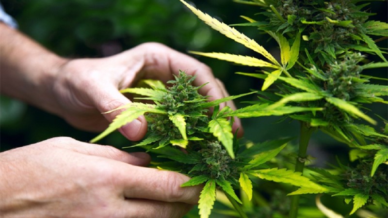 বাড়িতে গাঁজা চাষের অনুমতি দিচ্ছে থাইল্যান্ড