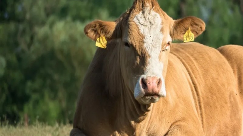 ১২ বছরের নাবালক হত্যায় গ্রেফতার গরু