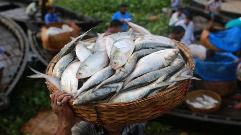 বেনাপোল দিয়ে আজ ভারতে গেল ১৮৬ মে. টন ইলিশ