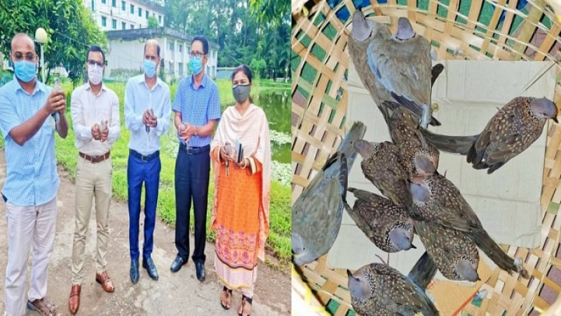 সুবর্ণচরে ১০টি ঘুঘু পাখি অবমুক্ত করল উপজেলা প্রশাসন