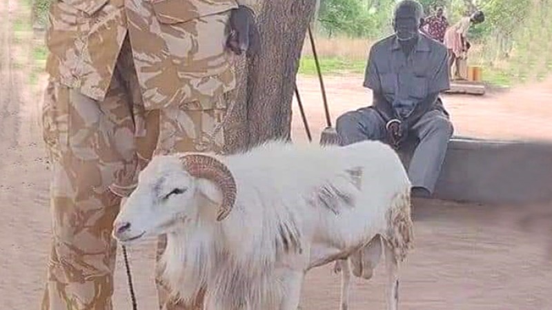 বৃদ্ধাকে হত্যার দায়ে ভেড়ার ৩ বছরের কারাদণ্ড