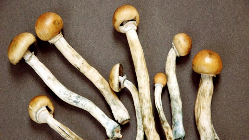 ‘ম্যাজিক মাশরুম’ সেবনে মানসিক রোগ হওয়ার ঝুঁকি বেশি