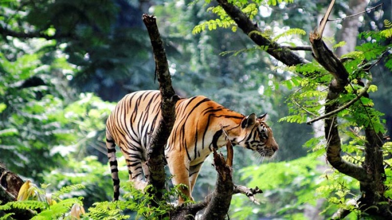 সুন্দরবন দিবস আজ