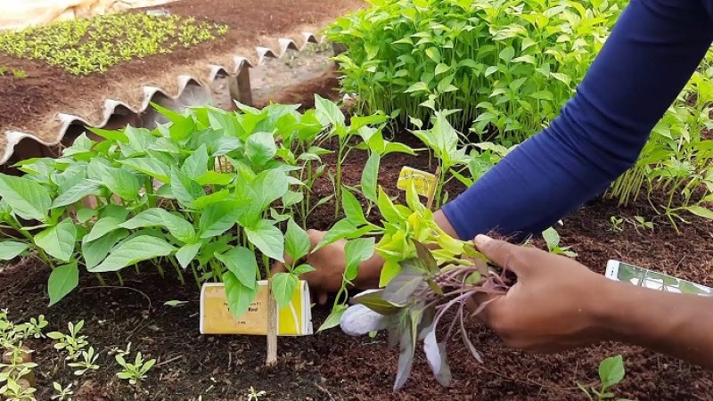 শীতকালে গাছের যত্ন নেবেন যেভাবে