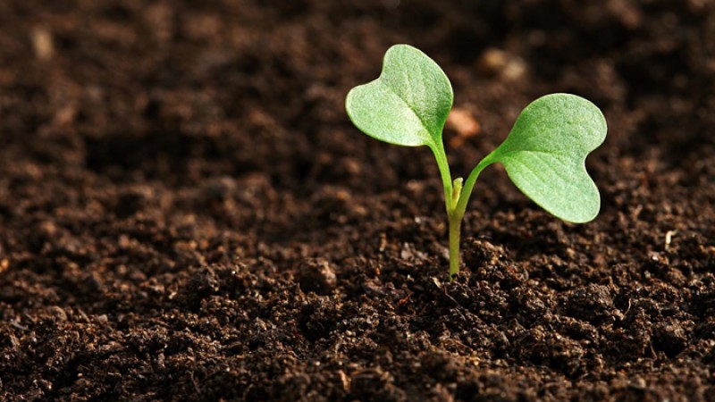 বিশ্ব মৃত্তিকা দিবস আজ