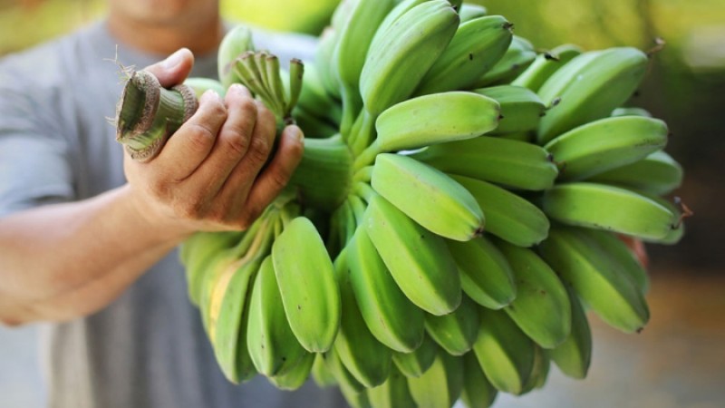 পেটের সমস্যা কমানো ও চোখ ভাল রাখে যে সকল কাঁচা শাক-সব্জি