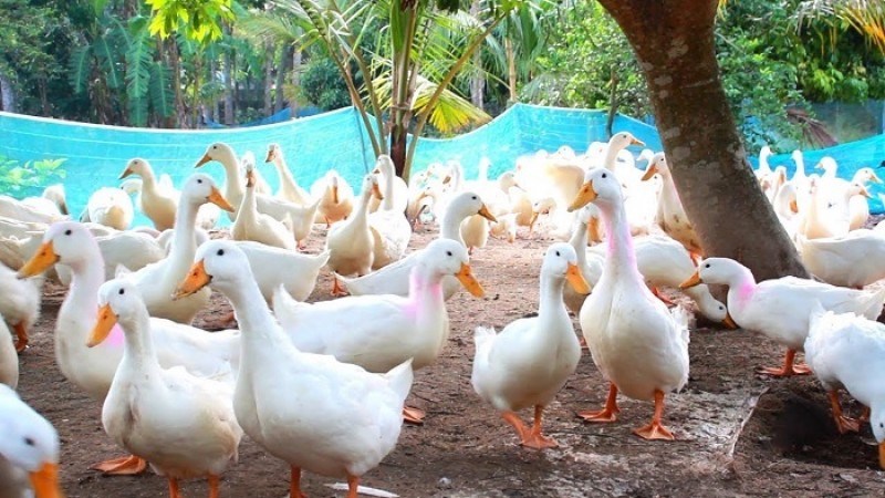 হালালভাবে জবাই নিষিদ্ধ করলো ফ্রান্স