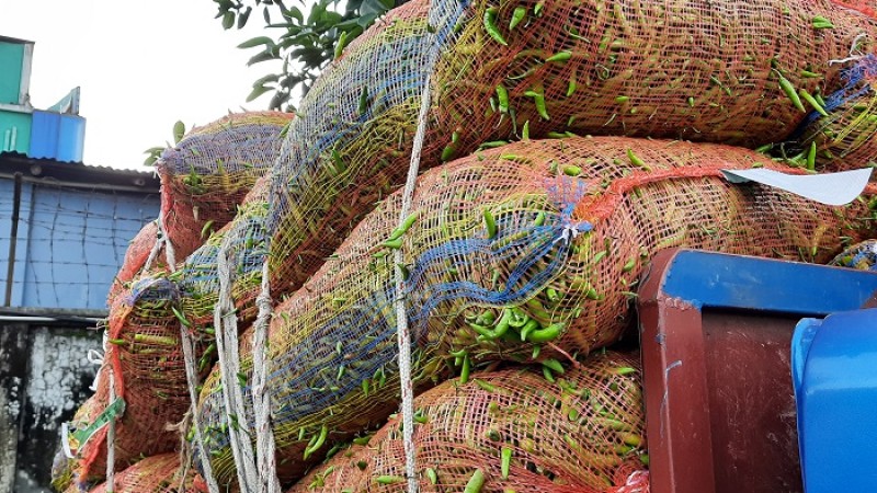 আবারও ভারত থেকে কাঁচামরিচ আমদানি শুরু