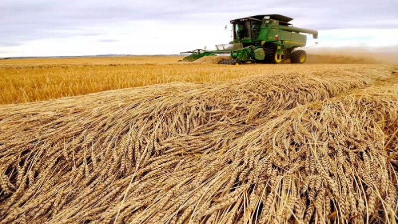 রাশিয়া কি ইউক্রেনের শস্য বিক্রি করছে?