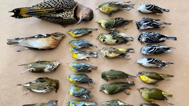 প্রতি বছর শত কোটি পাখির মৃত্যুর কারণ ভবনের ‘কাঁচ’