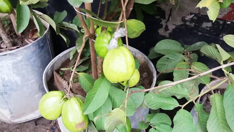 টবে পেয়ারা চাষের সহজ পদ্ধতি