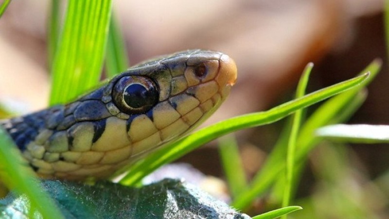 সাপের উপদ্রব থেকে বাঁচতে যা করবেন যা করবেন না