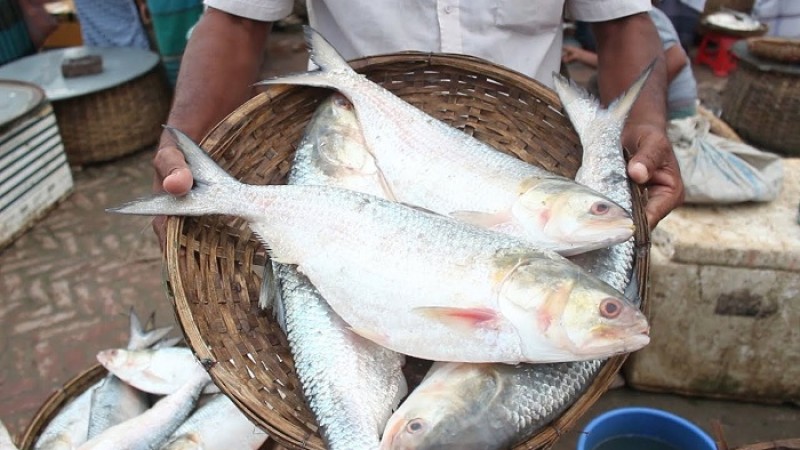 সাগরে ধরা পড়ছে প্রচুর ইলিশ, পদ্মা-মেঘনায় কম