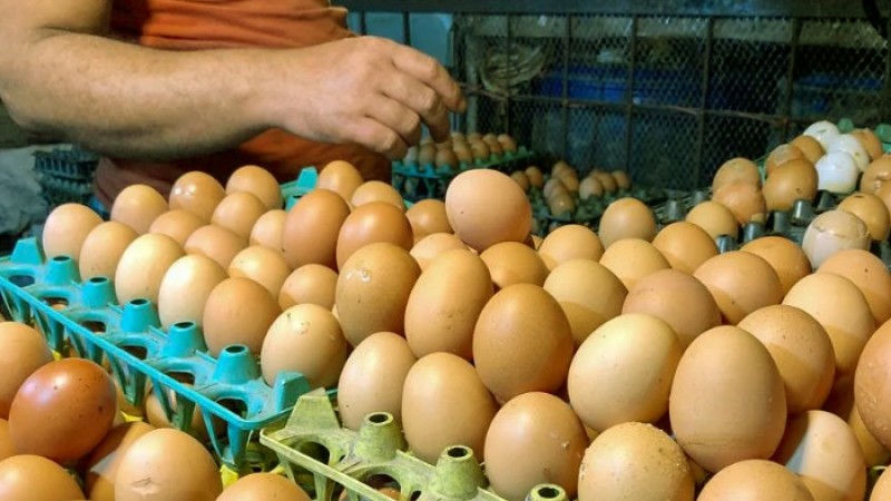 প্রয়োজনে বিদেশ থেকে ডিম আমদানি করব: বাণিজ্যমন্ত্রী