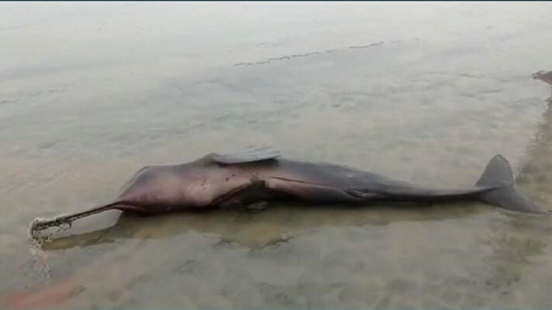 জোয়ারের পানিতে কুয়াকাটা সৈকতে ভেসে এলো ডলফিন