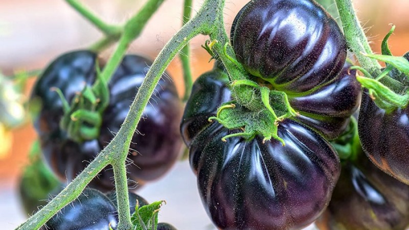 কুমিল্লায় চাষ হচ্ছে আমেরিকার ব্ল্যাক বিউটি টমেটো