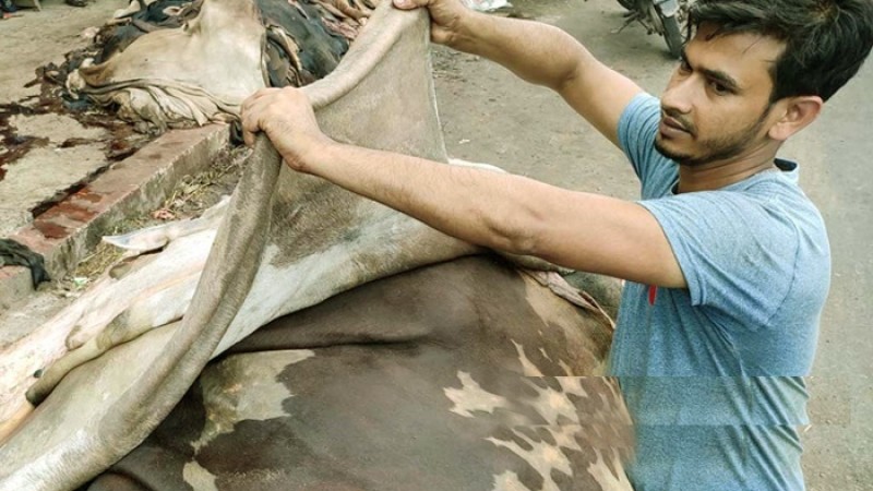 কোরবানির পশুর চামড়া বিক্রি হচ্ছে পানির দরে