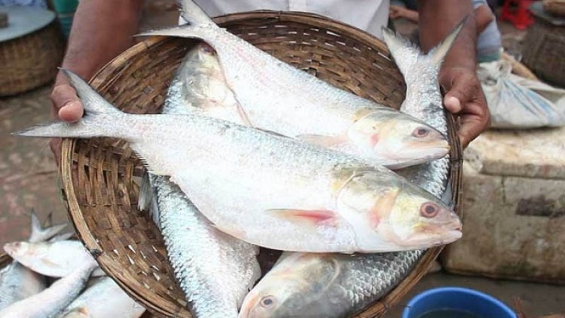 নিষেধাজ্ঞা শেষে মধ্যরাত থেকে ইলিশ ধরা শুরু