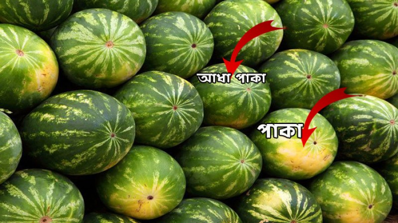 কীভাবে কিনবেন ভালো তরমুজ