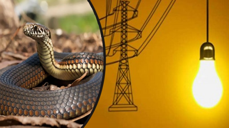 ১০ হাজার বাড়ি বিদ্যুৎহীন একটি সাপের কারণে