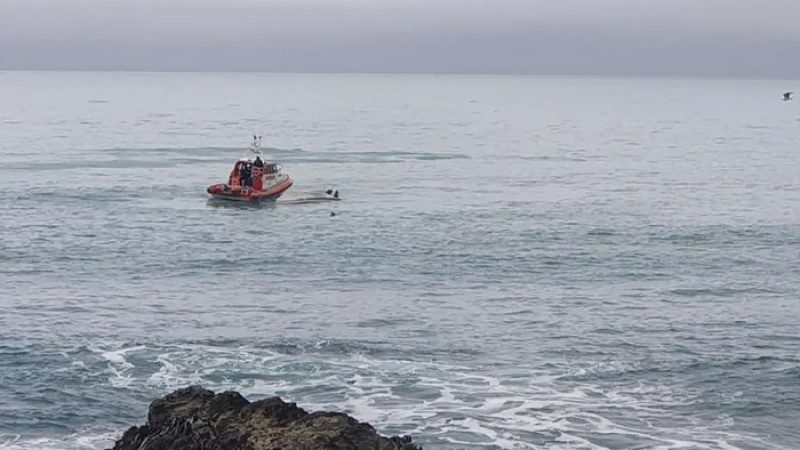 নৌযানের সঙ্গে তিমির ধাক্কায় পাঁচ জনের মৃত্যু!