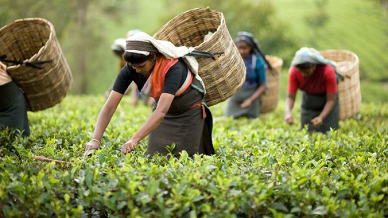 ধর্মঘট প্রত্যাহার, ১২০ টাকা মজুরিতেই কাজে ফিরছেন চা শ্রমিকরা