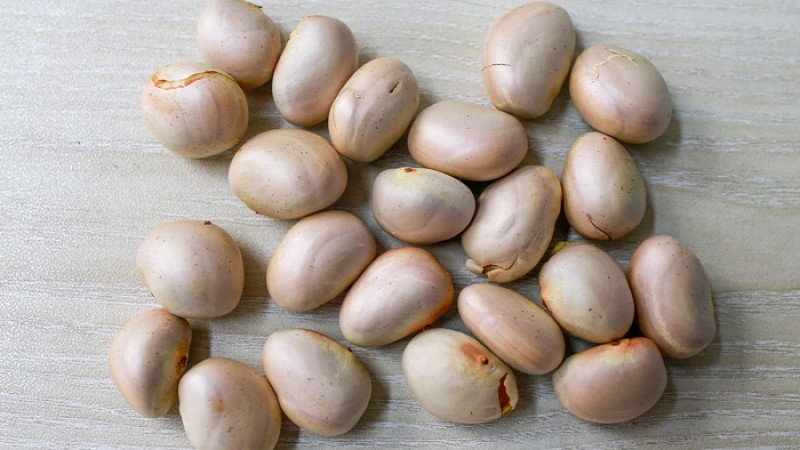 কাঁঠালের বীজ কী ভাবে যত্ন নেয় শরীরের?