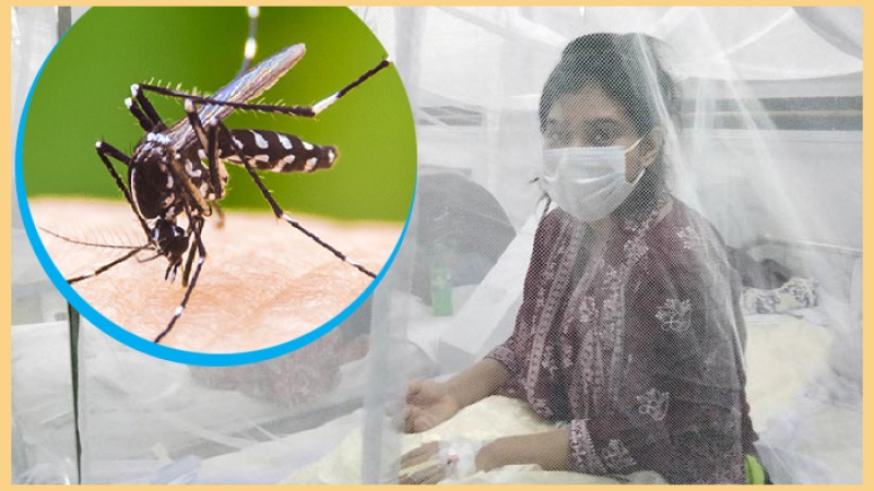 আরও ৪৭ ডেঙ্গু রোগী হাসপাতালে ভর্তি