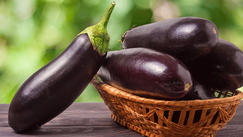 ডায়াবেটিস নিয়ন্ত্রণে সহায়ক বেগুন