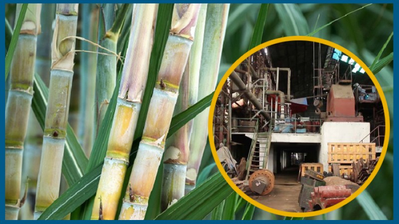 বন্ধ চিনিকল, চাষিদের দুশ্চিন্তার নাম খেতের আখ