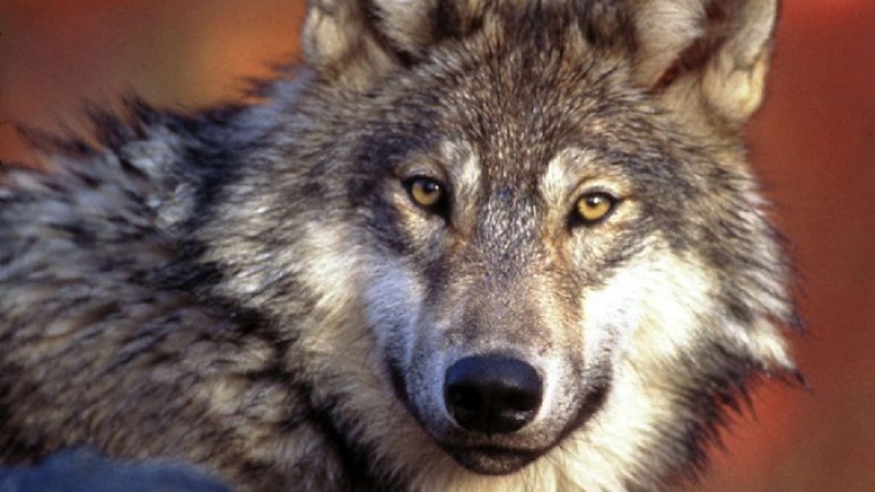 নিজেকে নেকড়ের মতো দেখাতে ২২ লাখ টাকা ব্যয় যুবকের!