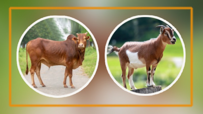 দেশে গরু, ছাগলের সংখ্যা বেড়েছে