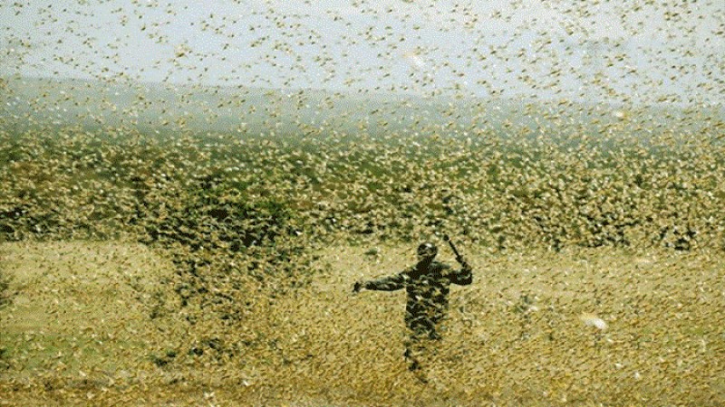 অভিশাপ নয়, পাঙ্গপাল দিয়ে তৈরি হচ্ছে এবার পশুর খাবার