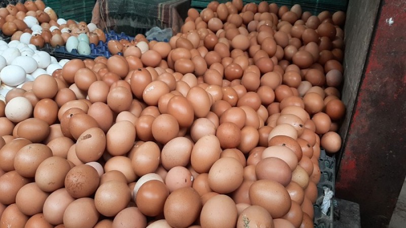 বেশি ডিম দেওয়া মুরগি চেনার উপায়