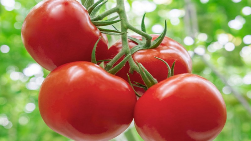 অতিরিক্ত টমেটো খেয়ে ডেকে আনতে পারেন ভয়াবহ বিপদ