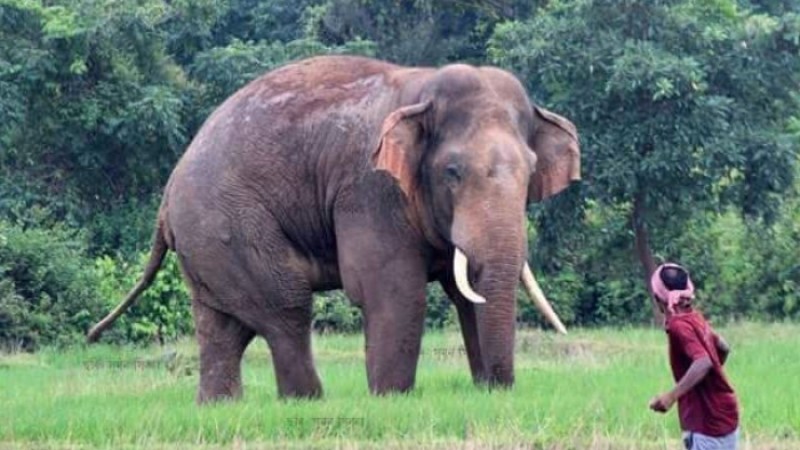 শুঁড়ে পেঁচিয়ে চা-শ্রমিককে আছড়ে মারল হাতি