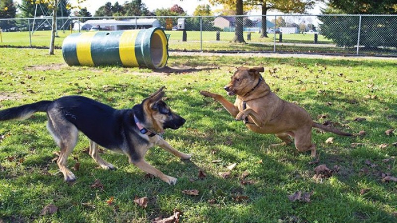 ঘ্রাণ শুঁকে ধর্ষক ও খুনিকে খুঁজে বের করল কুকুর
