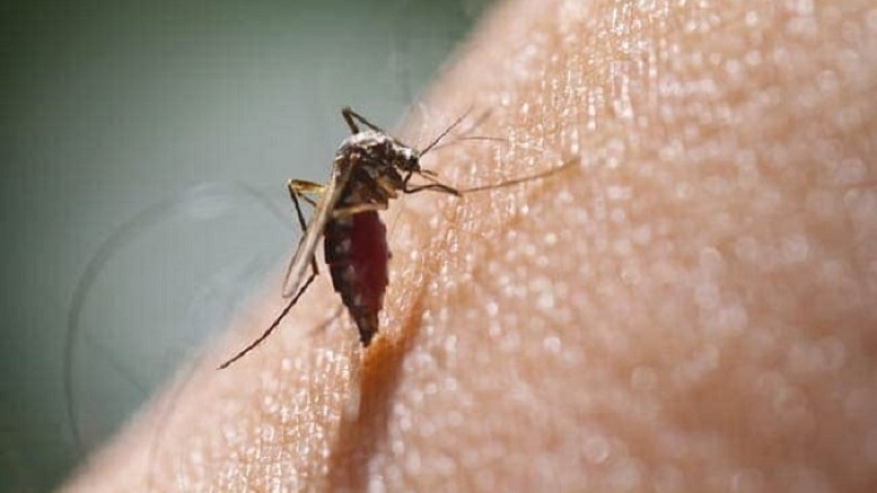 ডেঙ্গুতে একজনের মৃত্যু, হাসপাতালে ভর্তি ৬৭ জন