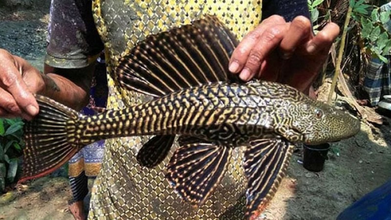 সাকার মাছ নিষিদ্ধ করে প্রজ্ঞাপন জারি