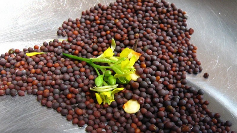 সরিষার মধ্যেই লুকিয়ে আছে অনেক সমস্যার সমাধান