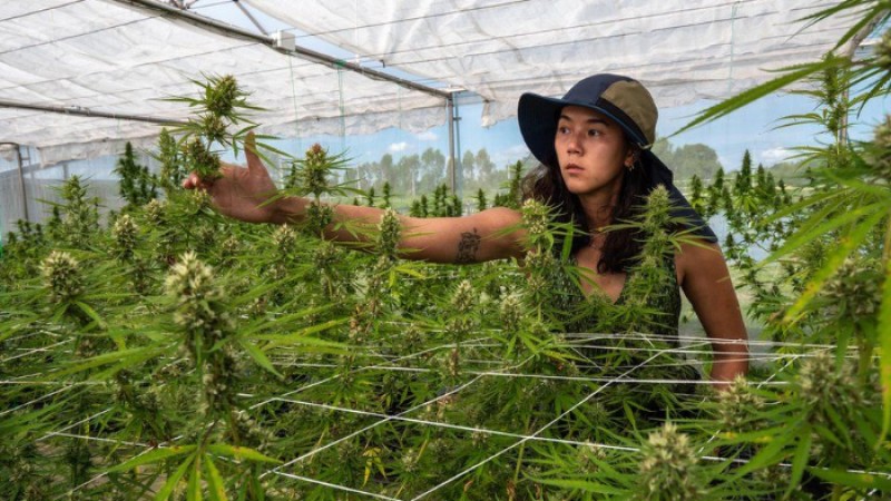 আইনি জটিলতা, অনিশ্চয়তায় থাইল্যান্ডে গাঁজার ব্যবসা