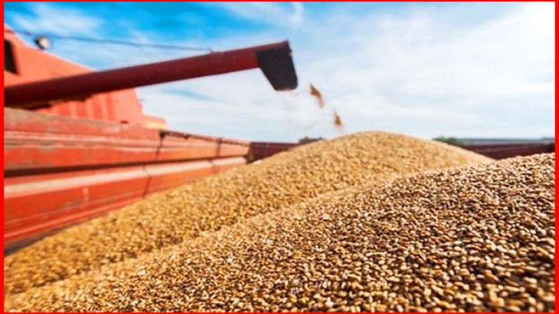 বাংলাদেশে ৬ লাখ টন গম পাঠাবে ভারত