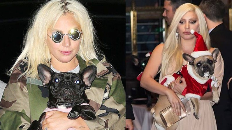 লেডি গাগার কুকুর চুরির অভিযোগে ২১ বছরের কারাদণ্ড